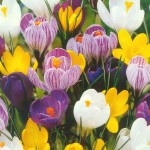 Crocus