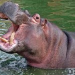 hippo